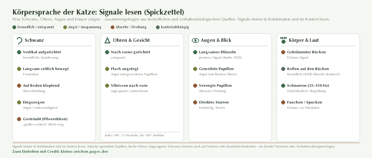 Spickzettel zur Körpersprache der Katze in vier Bereichen – Schwanz, Ohren und Gesicht, Augen und Blick, Körper und Laut –, jedes Signal farblich nach der belegten Bedeutung markiert (grün freundlich/entspannt, oliv Angst/Anspannung, terrakotta Abwehr/Drohung, grau kontextabhängig). Zum Beispiel: vertikal aufgerichteter Schwanz = freundliche Annäherung; flach angelegte Ohren = Angst; langsames Blinzeln = positives Signal; gekrümmter Rücken = Distanz-Signal; Rollen auf den Rücken = freundlich oder Abwehr je nach Kontext. Jedes Ohr hat 32 Muskeln und dreht bis 180 Grad; Schnurren liegt bei 25 bis 150 Hertz. Signale immer in Kombination lesen; manche können auch auf Schmerz hindeuten.